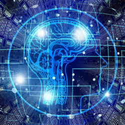 brain circuits